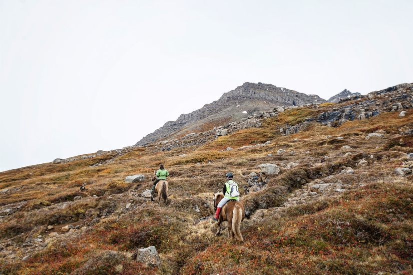 Un día en la vida de una granja de ovejas en las afueras de Islandia