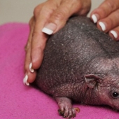 Un erizo sin agujas necesita un masaje regular para sobrevivir