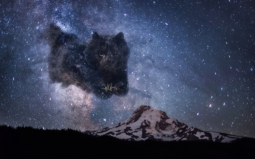 Un gato negro saltó al campo durante un partido de rugby y se convirtió en un héroe del photojab Un gato negro saltó al campo durante un partido de rugby y se convirtió en un héroe del photojab