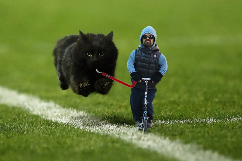 Un gato negro saltó al campo durante un partido de rugby y se convirtió en un héroe del photojab Un gato negro saltó al campo durante un partido de rugby y se convirtió en un héroe del photojab