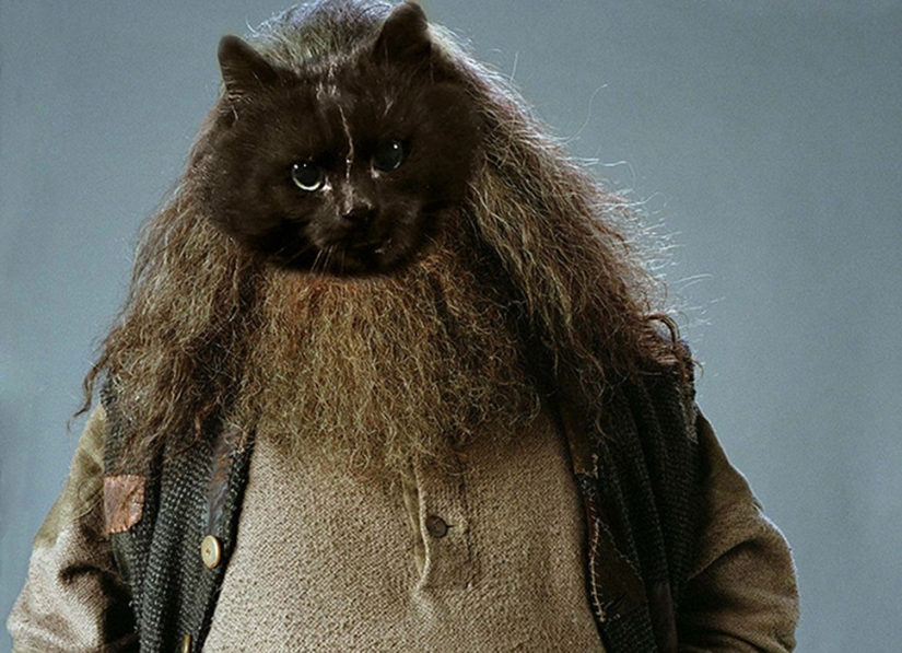 Un gato negro saltó al campo durante un partido de rugby y se convirtió en un héroe del photojab Un gato negro saltó al campo durante un partido de rugby y se convirtió en un héroe del photojab