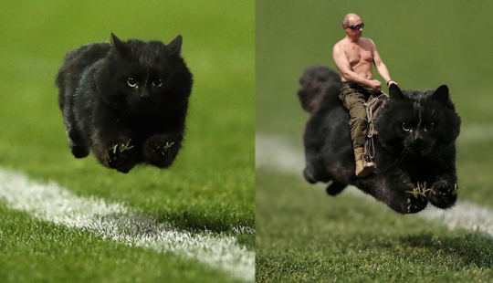 Un gato negro saltó al campo durante un partido de rugby y se convirtió en un héroe del photojab Un gato negro saltó al campo durante un partido de rugby y se convirtió en un héroe del photojab