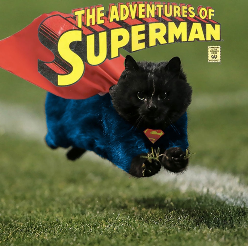 Un gato negro saltó al campo durante un partido de rugby y se convirtió en un héroe del photojab Un gato negro saltó al campo durante un partido de rugby y se convirtió en un héroe del photojab