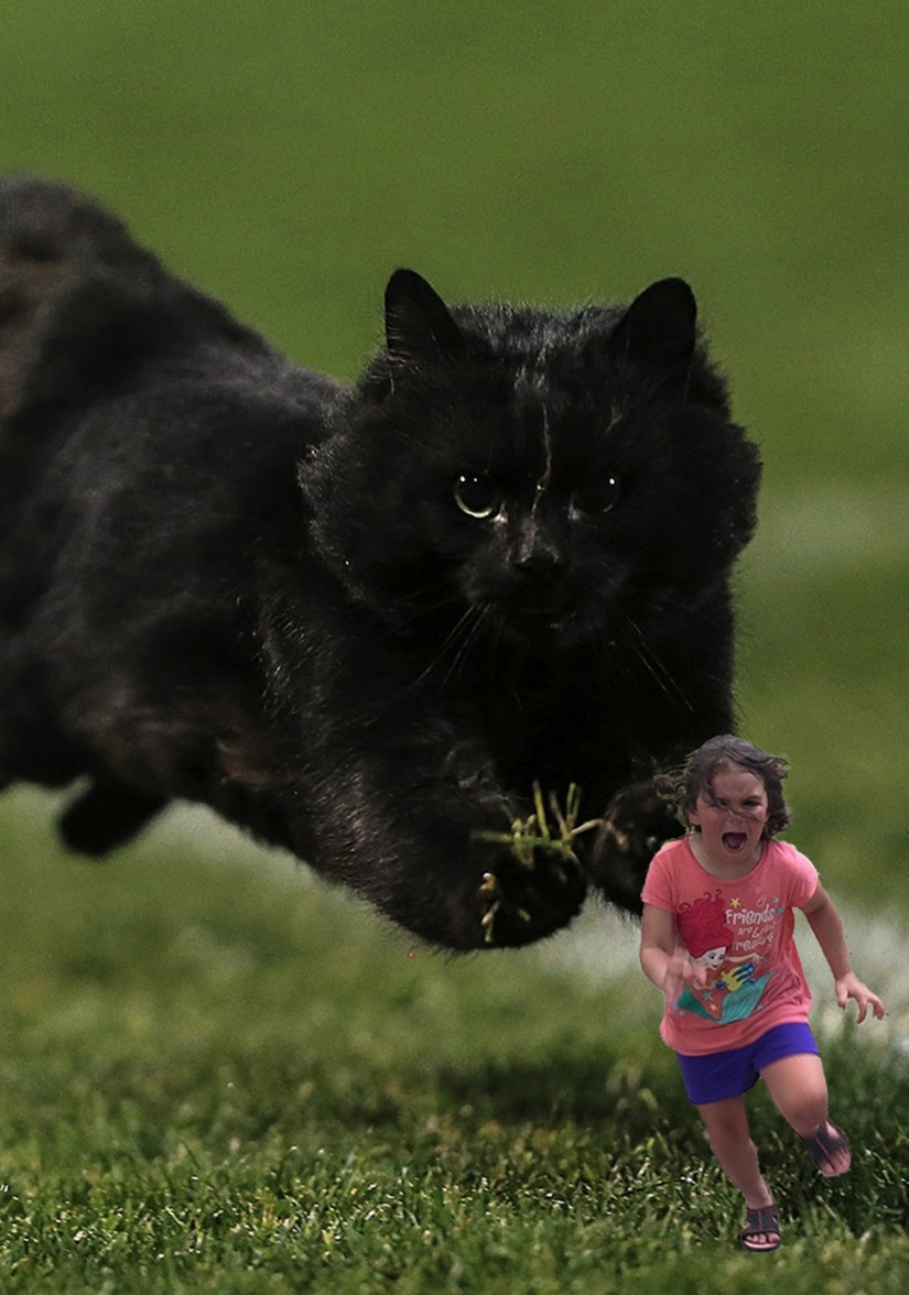 Un gato negro saltó al campo durante un partido de rugby y se convirtió en un héroe del photojab Un gato negro saltó al campo durante un partido de rugby y se convirtió en un héroe del photojab
