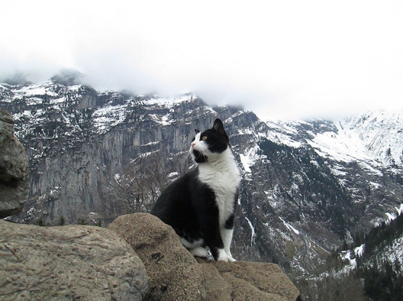 Un gato rescató a un viajero que se perdió en las montañas de Suiza