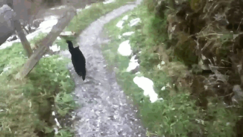 Un gato rescató a un viajero que se perdió en las montañas de Suiza
