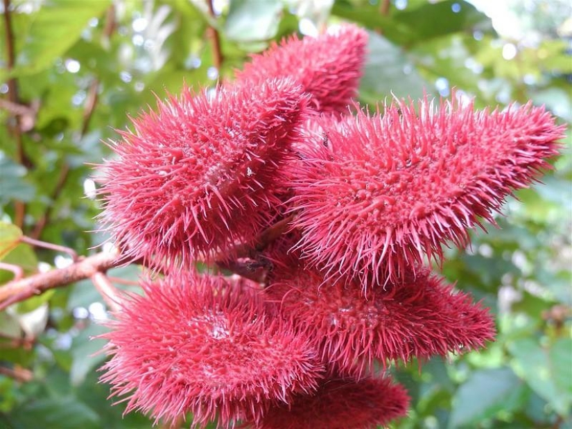 Un gran recorrido fotográfico por los bosques amazónicos.