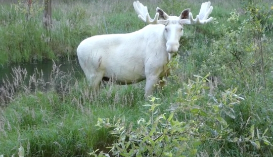 Un investigador sueco ha capturado un alce blanco extremadamente raro, que ha estado buscando durante tres años Un investigador sueco ha capturado un alce blanco extremadamente raro, que ha estado buscando durante tres años