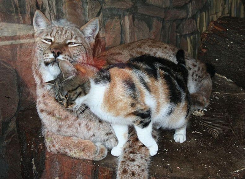 Un lince y un gato son amigos del zoológico de Leningrado. Un lince y un gato son amigos del zoológico de Leningrado.