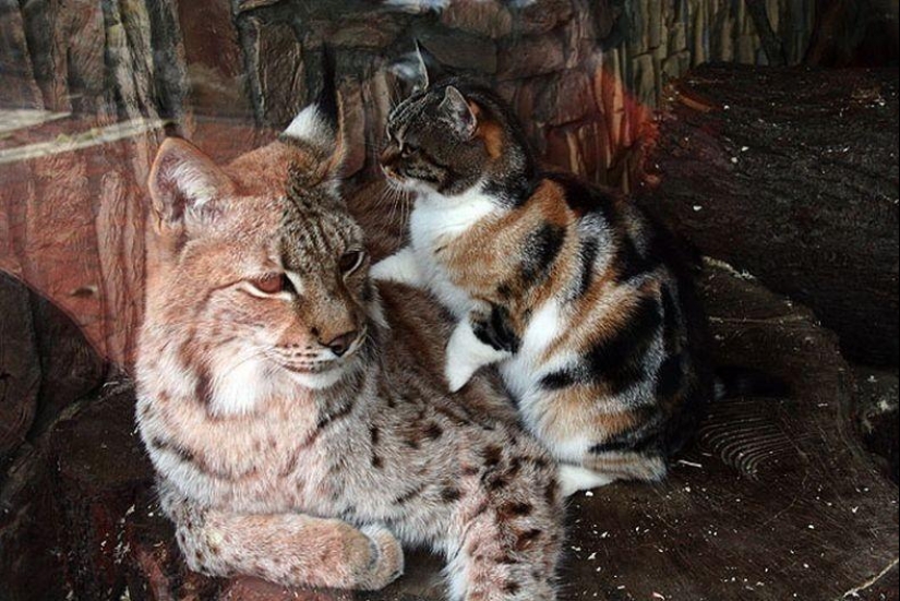 Un lince y un gato son amigos del zoológico de Leningrado. Un lince y un gato son amigos del zoológico de Leningrado.