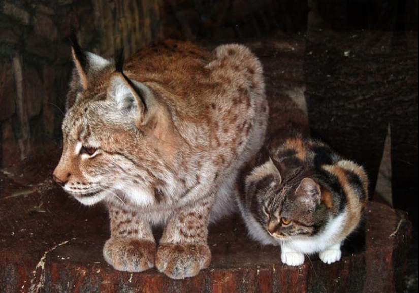 Un lince y un gato son amigos del zoológico de Leningrado. Un lince y un gato son amigos del zoológico de Leningrado.