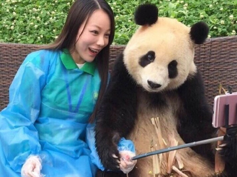 Un panda que vencerá a cualquiera en términos de selfies