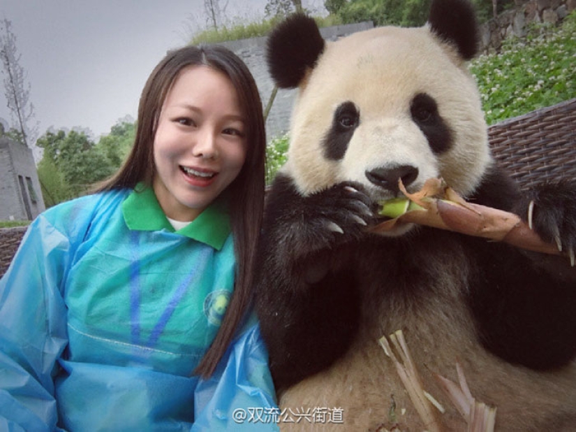 Un panda que vencerá a cualquiera en términos de selfies