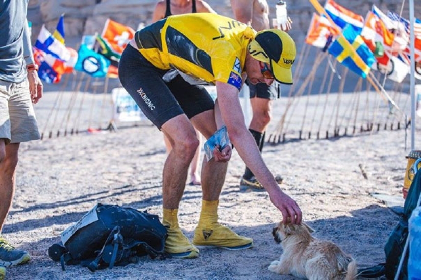 Un perro callejero corrió 40 km detrás de un atleta durante un maratón y encontró un nuevo dueño Un perro callejero corrió 40 km detrás de un atleta durante un maratón y encontró un nuevo dueño