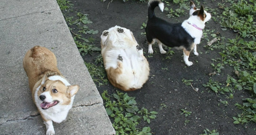 Un perro puede ser divertido: es difícil mirar a estos mejores amigos de una persona sin una sonrisa