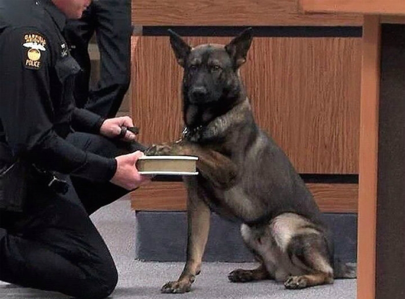 Un perro puede ser divertido: es difícil mirar a estos mejores amigos de una persona sin una sonrisa Un perro puede ser divertido: es difícil mirar a estos mejores amigos de una persona sin una sonrisa