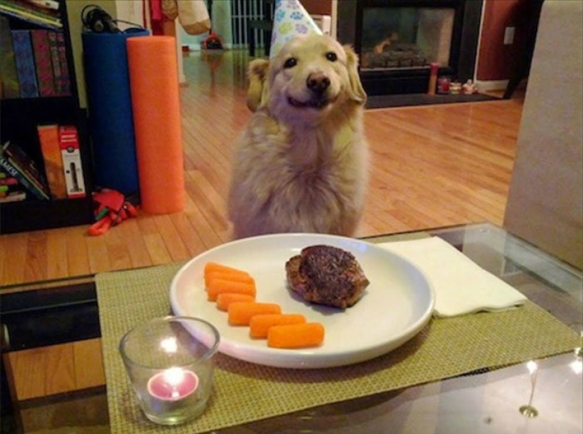 Un perro puede ser divertido: es difícil mirar a estos mejores amigos de una persona sin una sonrisa Un perro puede ser divertido: es difícil mirar a estos mejores amigos de una persona sin una sonrisa