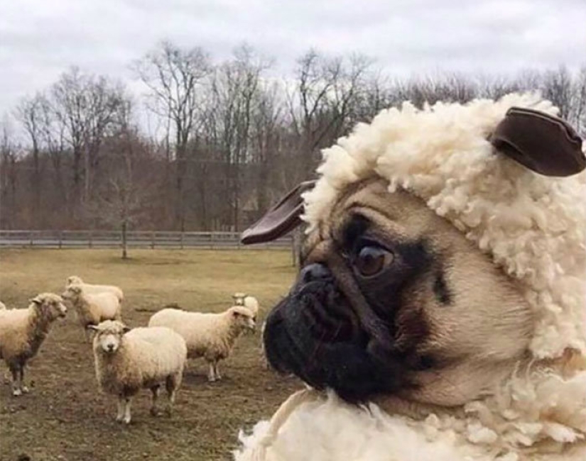 Un perro puede ser divertido: es difícil mirar a estos mejores amigos de una persona sin una sonrisa Un perro puede ser divertido: es difícil mirar a estos mejores amigos de una persona sin una sonrisa