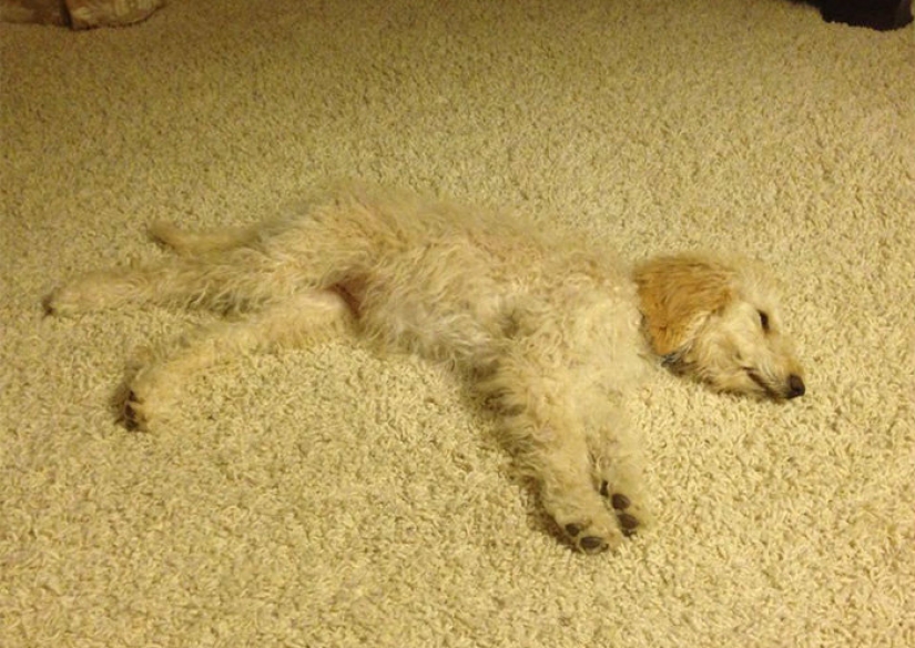 Un perro puede ser divertido: es difícil mirar a estos mejores amigos de una persona sin una sonrisa Un perro puede ser divertido: es difícil mirar a estos mejores amigos de una persona sin una sonrisa