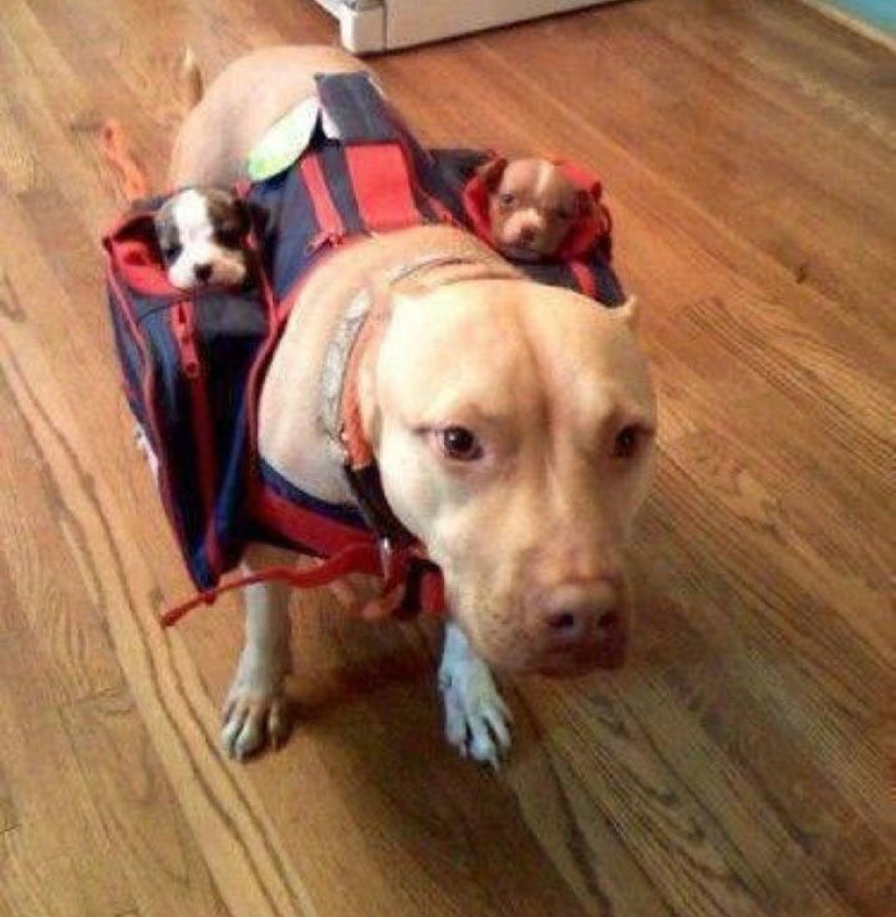 Un perro puede ser divertido: es difícil mirar a estos mejores amigos de una persona sin una sonrisa Un perro puede ser divertido: es difícil mirar a estos mejores amigos de una persona sin una sonrisa