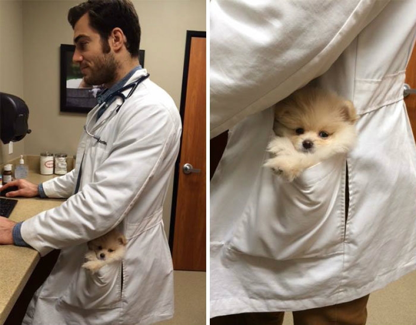 Un perro puede ser divertido: es difícil mirar a estos mejores amigos de una persona sin una sonrisa Un perro puede ser divertido: es difícil mirar a estos mejores amigos de una persona sin una sonrisa