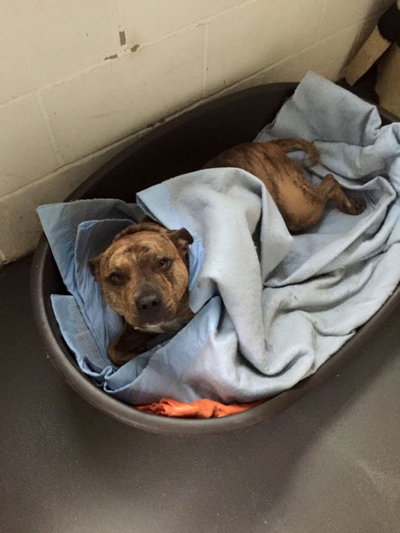 Un perro que no ha atraído a 18 mil visitantes al refugio durante 6 años se ha convertido en una estrella de cine Un perro que no ha atraído a 18 mil visitantes al refugio durante 6 años se ha convertido en una estrella de cine