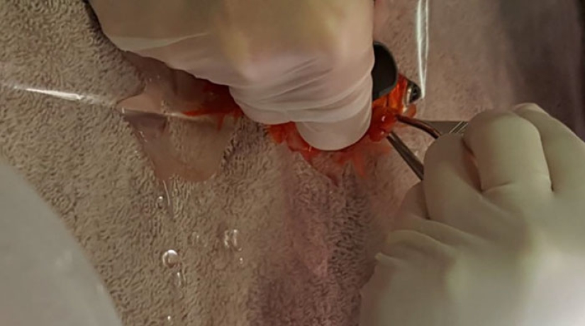 Un pez dorado de 20 años podría haber muerto de un tumor, pero tiene los mejores dueños del mundo Un pez dorado de 20 años podría haber muerto de un tumor, pero tiene los mejores dueños del mundo