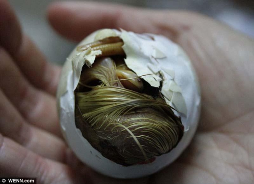 Un recién nacido y no un patito feo en absoluto.