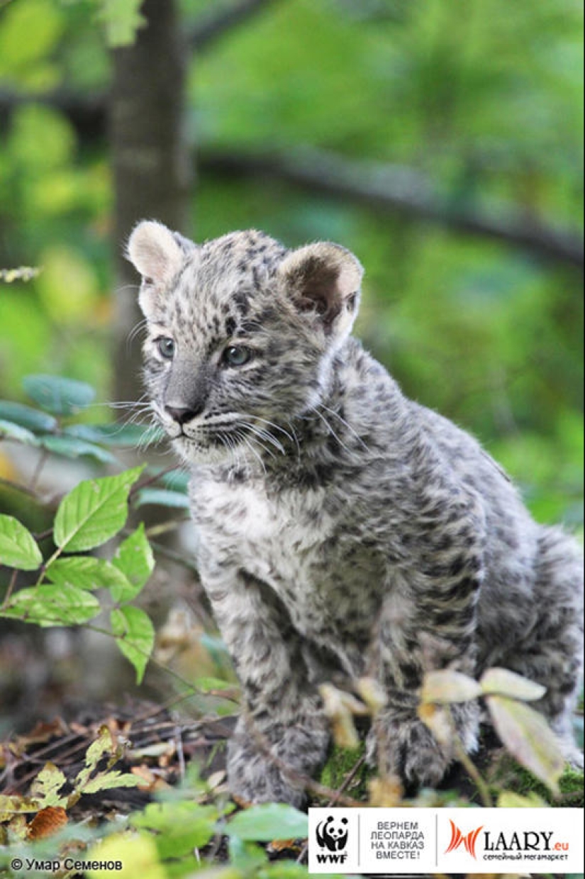 Un representante único de una especie en peligro de extinción