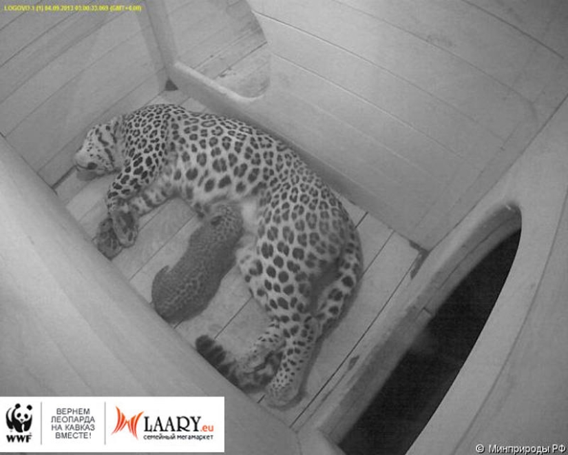 Un representante único de una especie en peligro de extinción