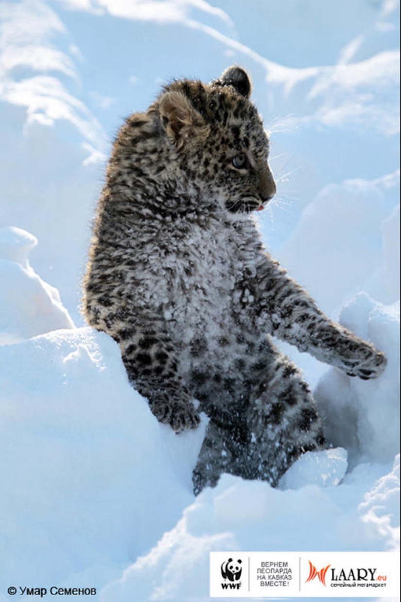 Un representante único de una especie en peligro de extinción