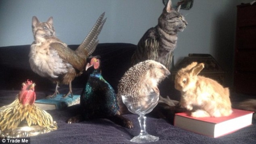 Un taxidermista de Nueva Zelanda provocó un escándalo al subastar un bolso hecho con un gato Un taxidermista de Nueva Zelanda provocó un escándalo al subastar un bolso hecho con un gato