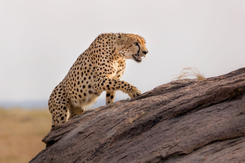 Un viaje increíble muestra el poder de la fotografía y la conservación de la vida silvestre