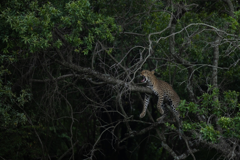 Un viaje increíble muestra el poder de la fotografía y la conservación de la vida silvestre