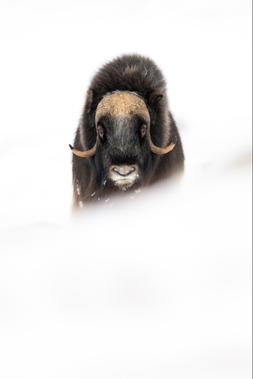 Un viaje increíble muestra el poder de la fotografía y la conservación de la vida silvestre