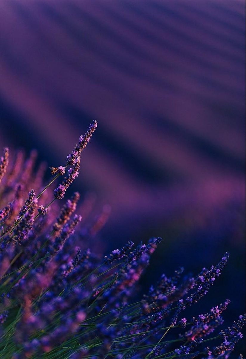 Un viaje por la región más fragante de Francia Un viaje por la región más fragante de Francia