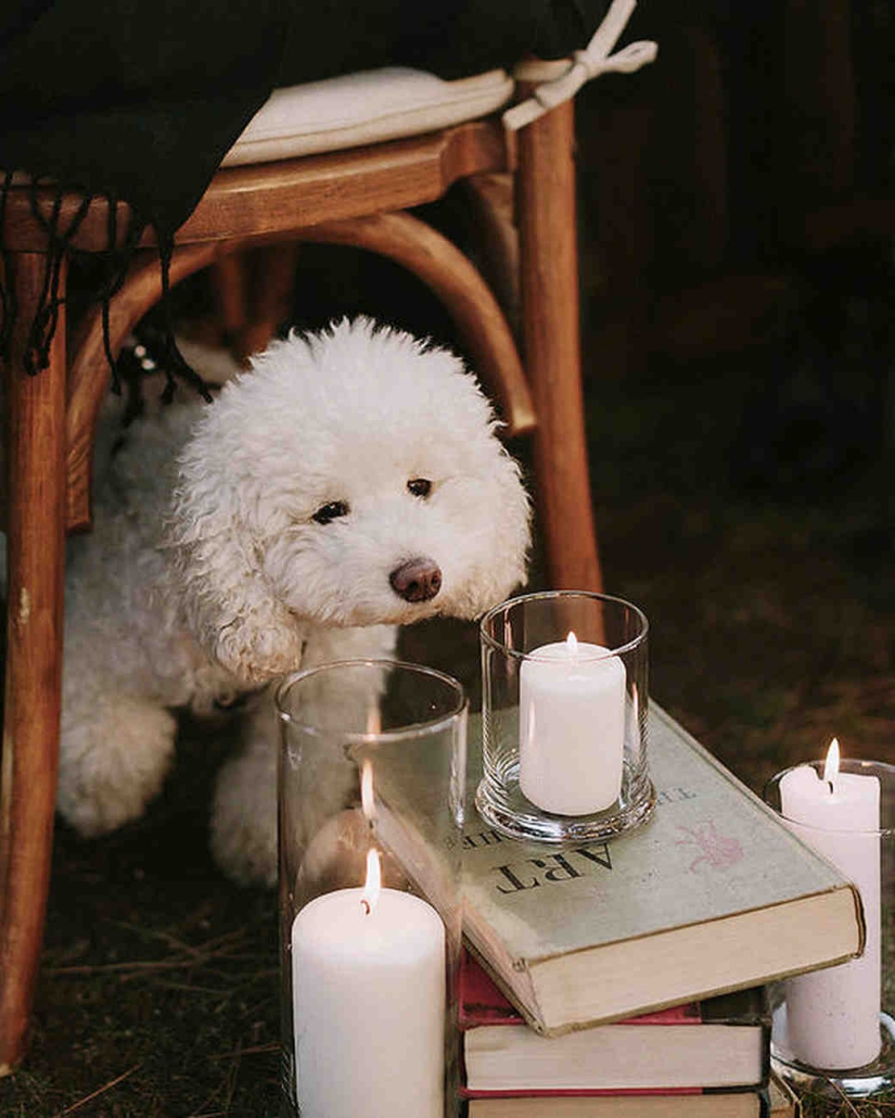 Una boda al estilo de Harry Potter: búhos, un castillo y varitas mágicas