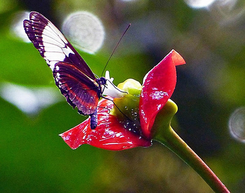 Una broma de la naturaleza: una flor increíble "Labios de puta"