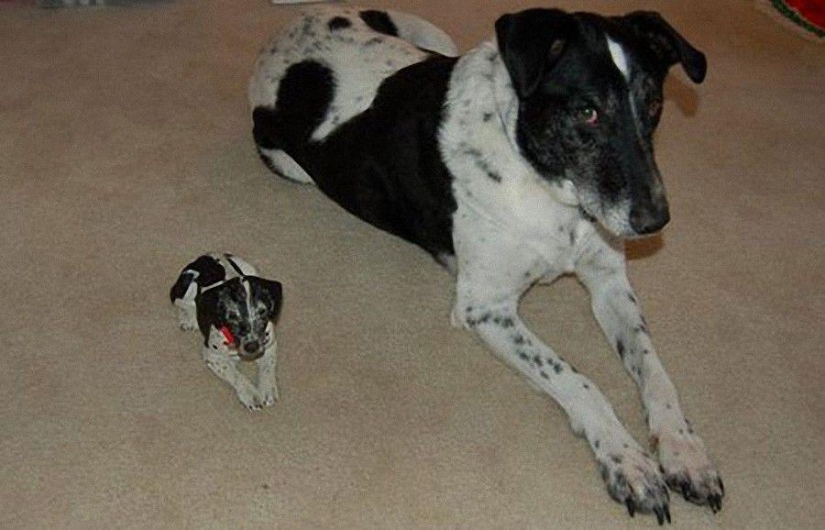 Una dosis impactante de ternura: los animales y sus copias ampliadas