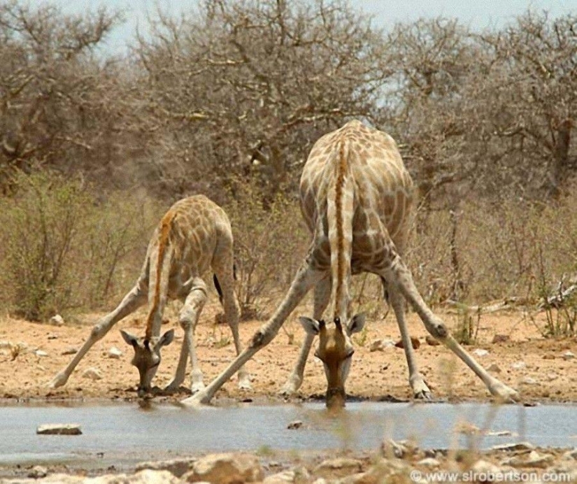Una dosis impactante de ternura: los animales y sus copias ampliadas