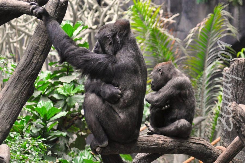 Una dosis impactante de ternura: los animales y sus copias ampliadas