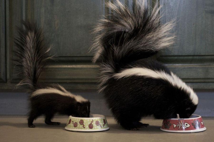 Una dosis impactante de ternura: los animales y sus copias ampliadas