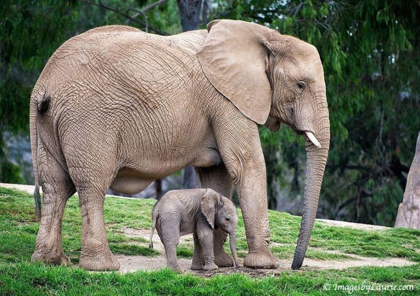 Una dosis impactante de ternura: los animales y sus copias ampliadas
