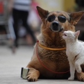 Una extraña pareja en la calle: un perro y un gato juntos