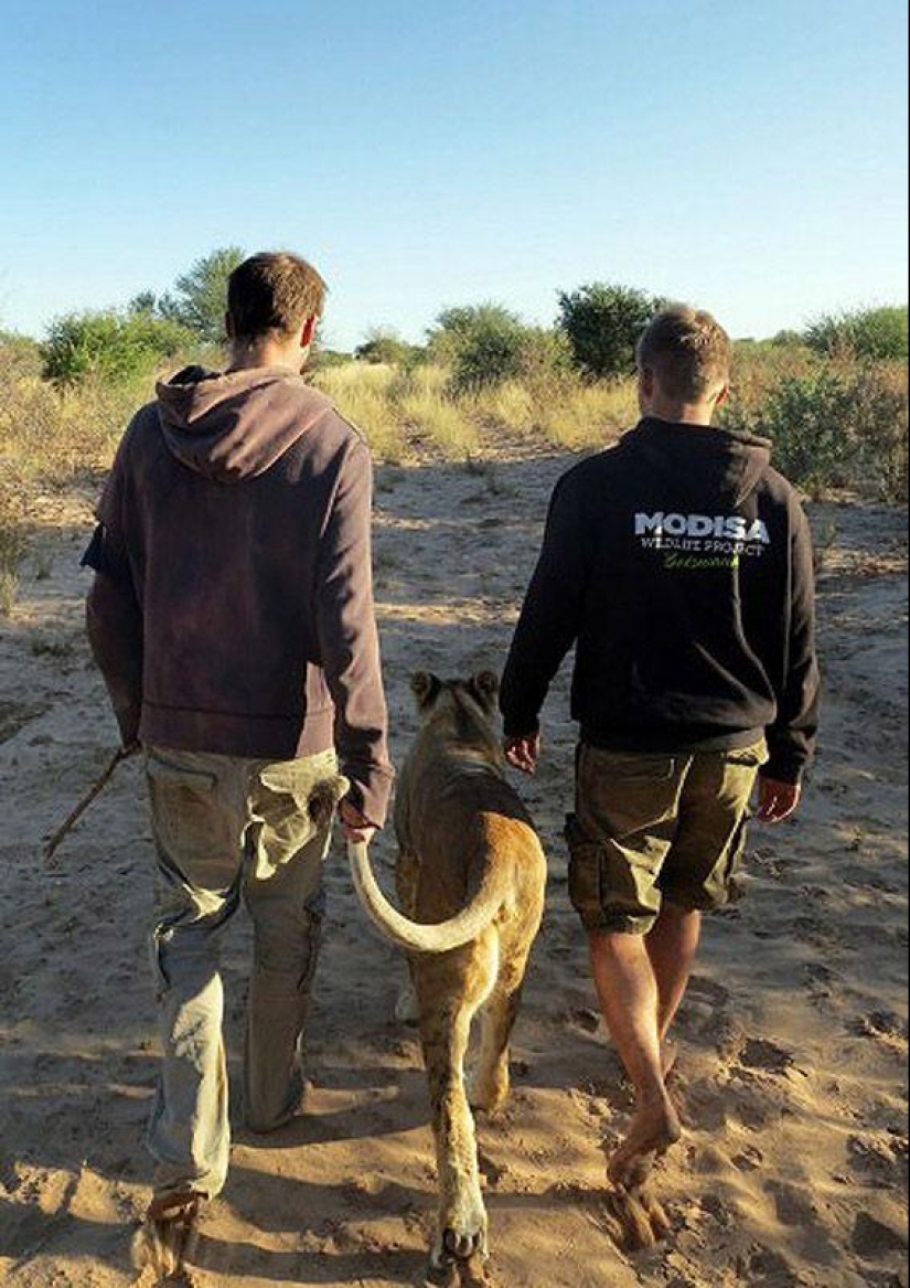 Una leona llamada Sirga