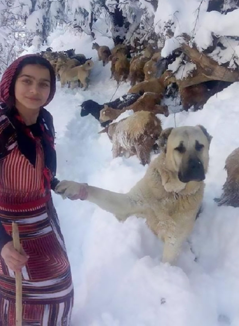 Una niña de 11 años con un perro rescató a una cabra y su cachorro en las montañas Una niña de 11 años con un perro rescató a una cabra y su cachorro en las montañas