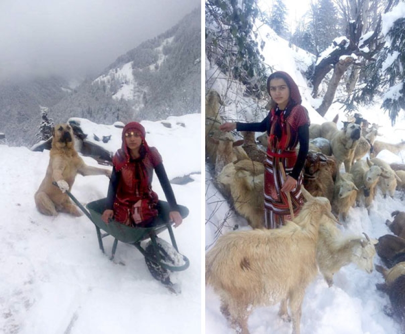 Una niña de 11 años con un perro rescató a una cabra y su cachorro en las montañas Una niña de 11 años con un perro rescató a una cabra y su cachorro en las montañas