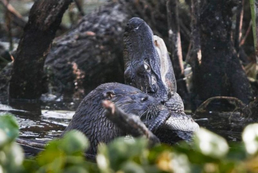 Una nutria atacó a un caimán Una nutria atacó a un caimán