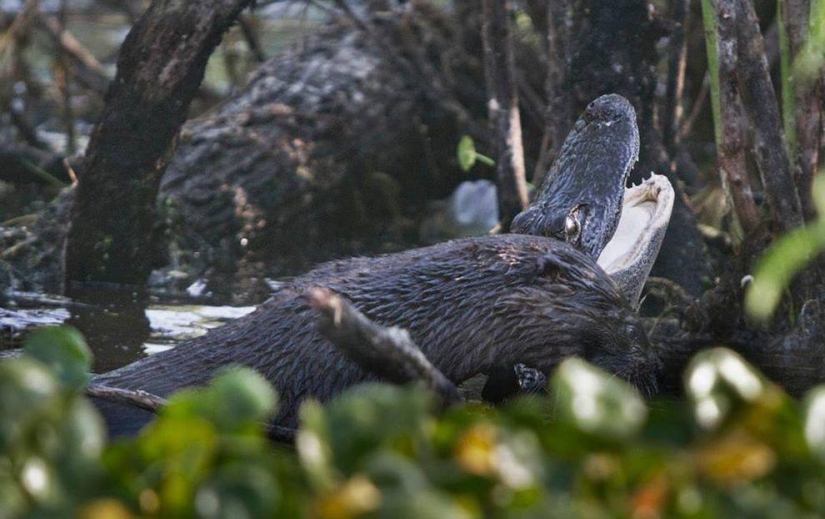 Una nutria atacó a un caimán Una nutria atacó a un caimán