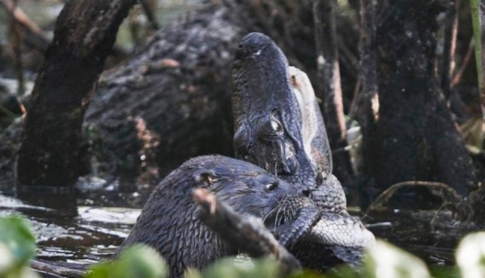 Una nutria atacó a un caimán